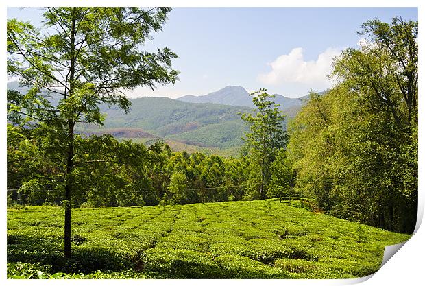 Tea Field 2 Print by Hassan Najmy