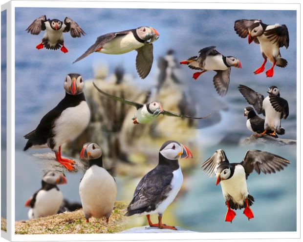 The Playful Puffins of Northumberland Canvas Print by Simon Marlow