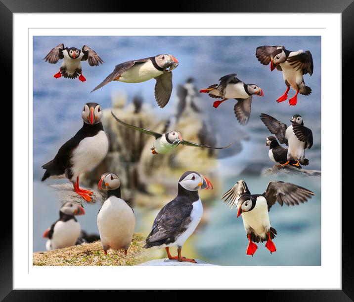 The Playful Puffins of Northumberland Framed Mounted Print by Simon Marlow