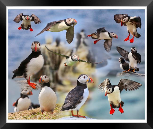The Playful Puffins of Northumberland Framed Print by Simon Marlow