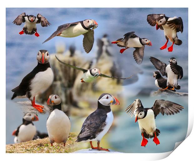 The Playful Puffins of Northumberland Print by Simon Marlow