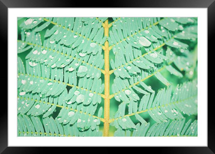 Closeup shot of fern with dew drops Framed Mounted Print by federico stevanin
