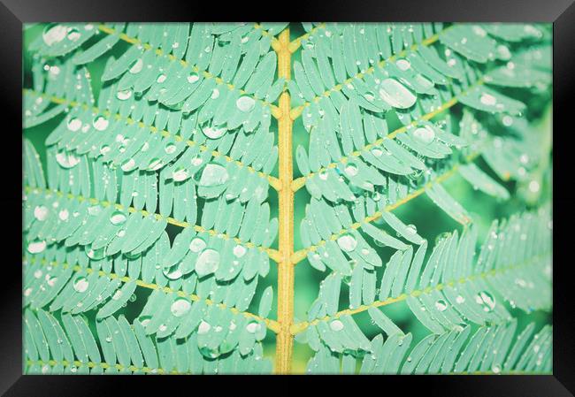 Closeup shot of fern with dew drops Framed Print by federico stevanin