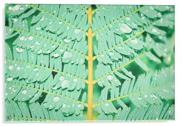 Closeup shot of fern with dew drops Acrylic by federico stevanin