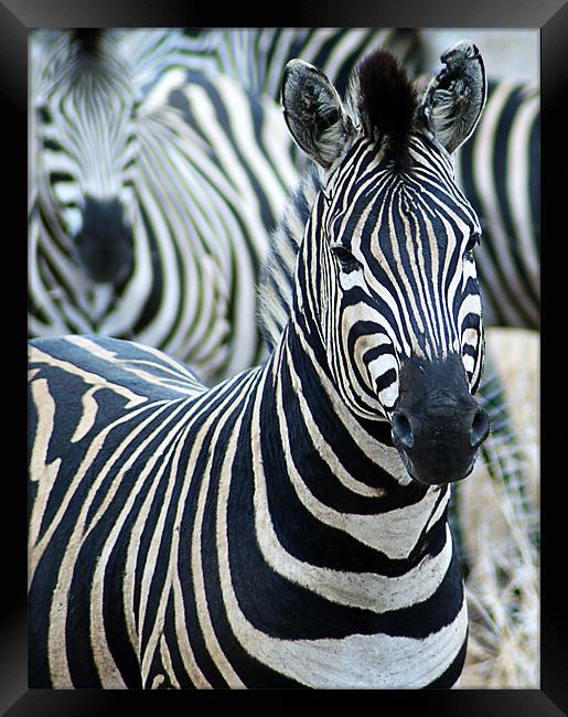 Zebra Framed Print by Lee Morley