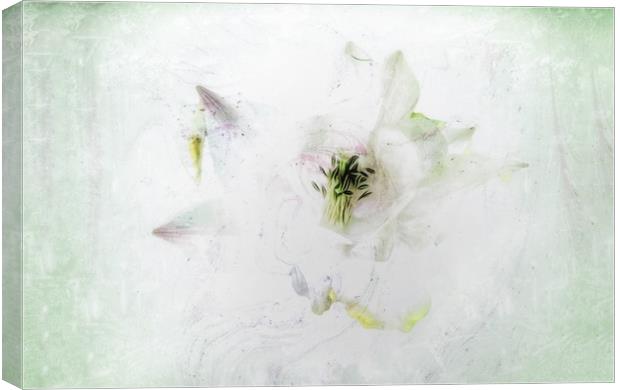 Enchanting Aquilegia Blooms Canvas Print by Beryl Curran