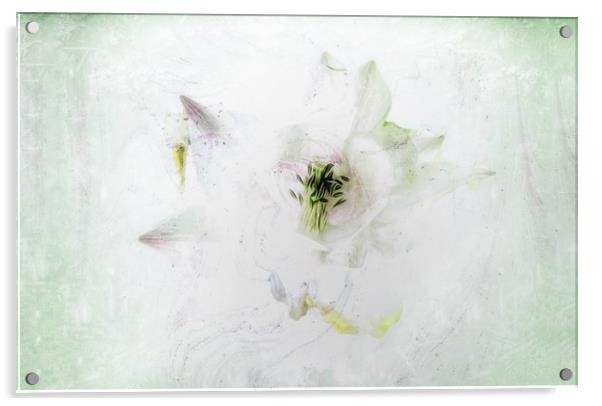 Enchanting Aquilegia Blooms Acrylic by Beryl Curran