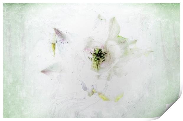 Enchanting Aquilegia Blooms Print by Beryl Curran