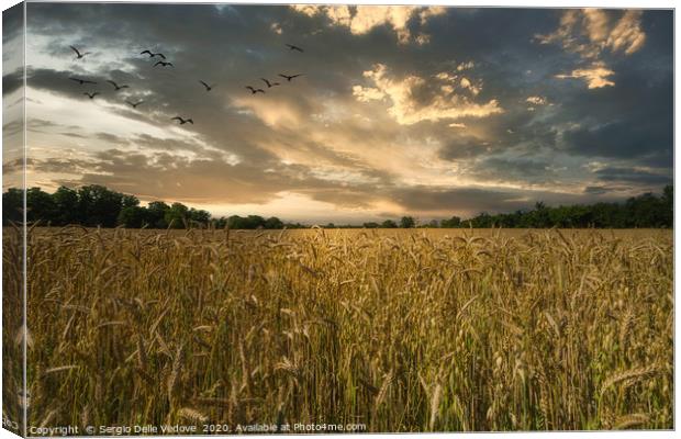 A barley cultivation field Canvas Print by Sergio Delle Vedove
