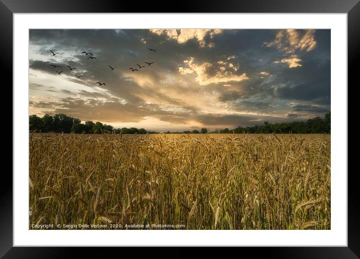 A barley cultivation field Framed Mounted Print by Sergio Delle Vedove