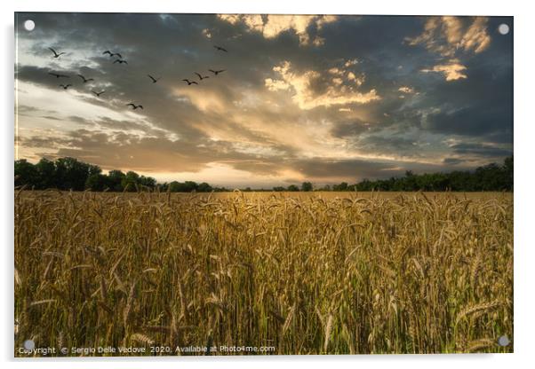 A barley cultivation field Acrylic by Sergio Delle Vedove