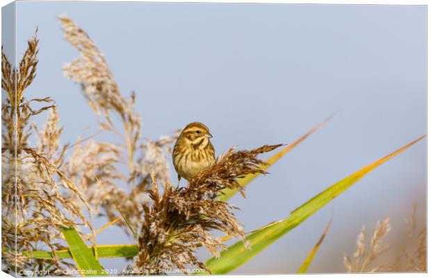 Reed Bunting female Canvas Print by Chris Rabe