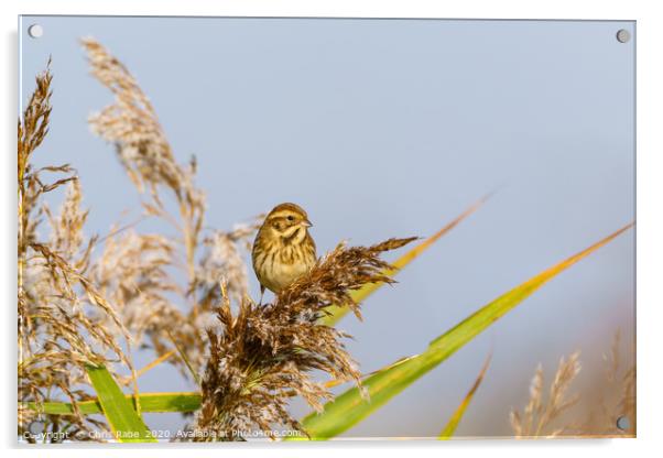 Reed Bunting female Acrylic by Chris Rabe