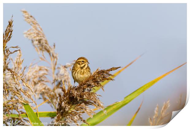 Reed Bunting female Print by Chris Rabe