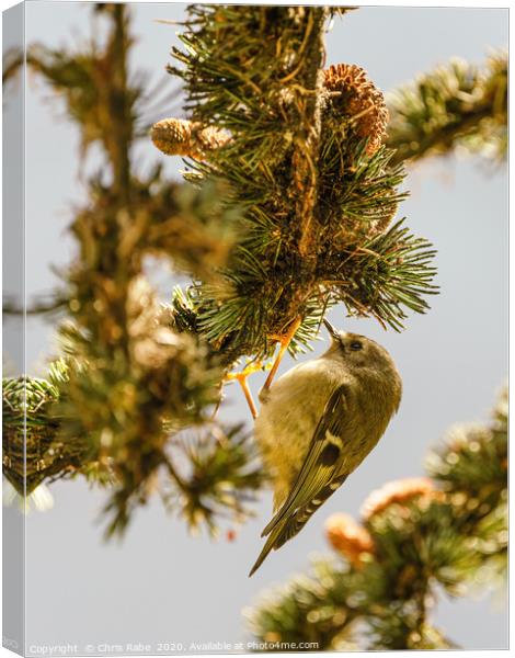 Goldcrest searching for food in pine tree Canvas Print by Chris Rabe