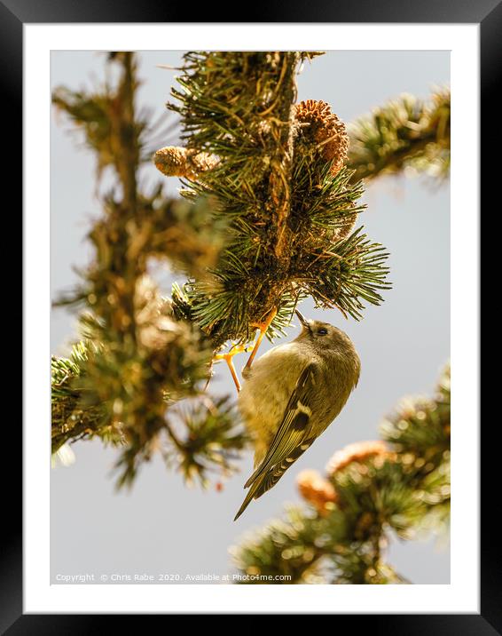 Goldcrest searching for food in pine tree Framed Mounted Print by Chris Rabe