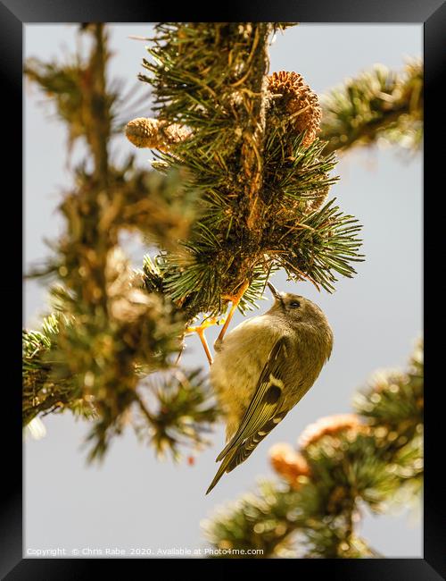 Goldcrest searching for food in pine tree Framed Print by Chris Rabe