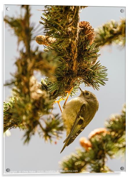 Goldcrest searching for food in pine tree Acrylic by Chris Rabe