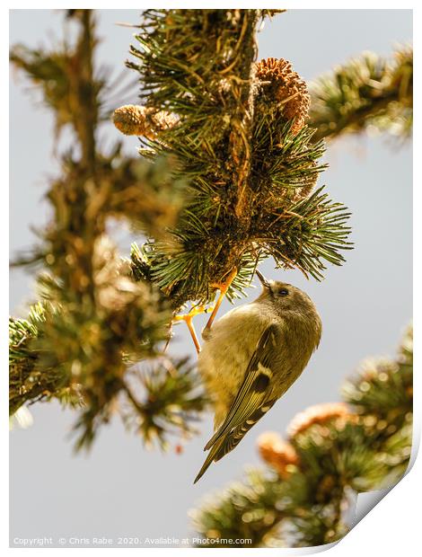 Goldcrest searching for food in pine tree Print by Chris Rabe