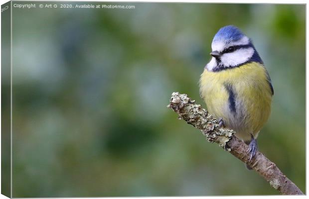 New Forest Blue Tit Canvas Print by Art G