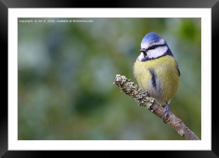 New Forest Blue Tit Framed Mounted Print by Art G