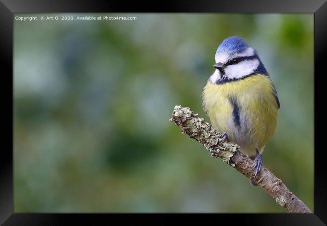 New Forest Blue Tit Framed Print by Art G