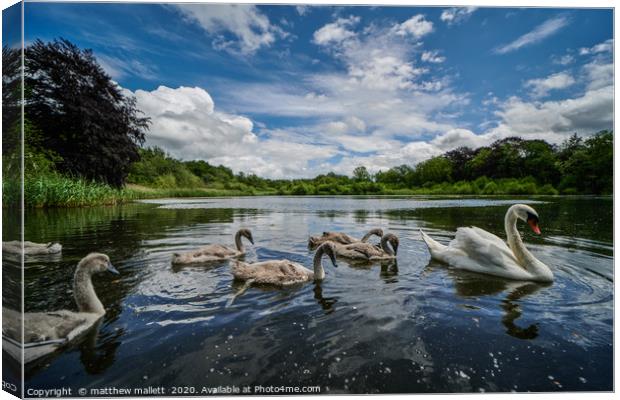 The Swans Of Selbrigg Lake 1 Canvas Print by matthew  mallett