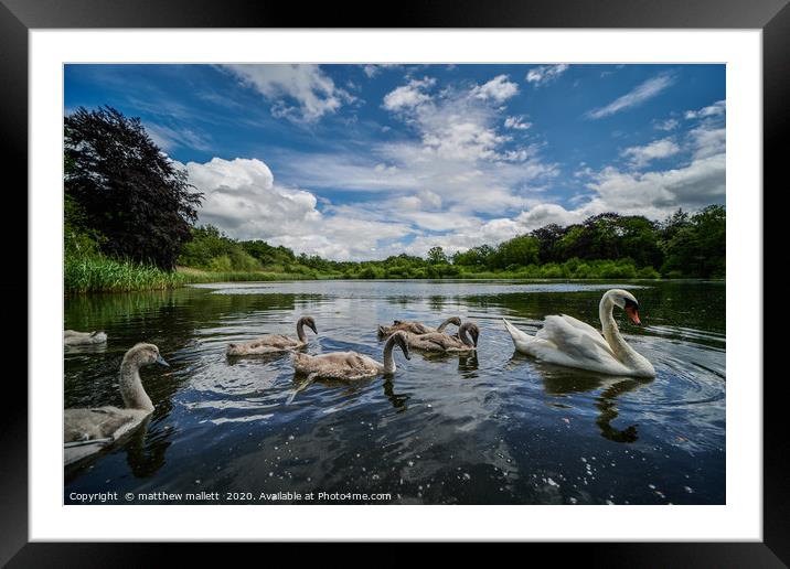The Swans Of Selbrigg Lake 1 Framed Mounted Print by matthew  mallett