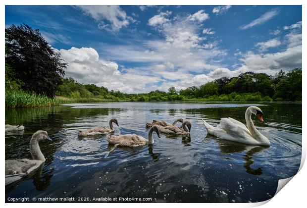 The Swans Of Selbrigg Lake 1 Print by matthew  mallett