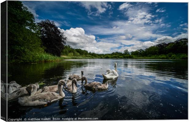 Selbrigg Lake Swans 2 Canvas Print by matthew  mallett