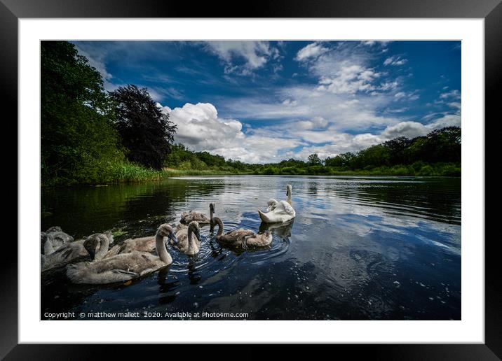 Selbrigg Lake Swans 2 Framed Mounted Print by matthew  mallett