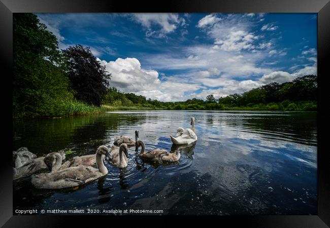 Selbrigg Lake Swans 2 Framed Print by matthew  mallett