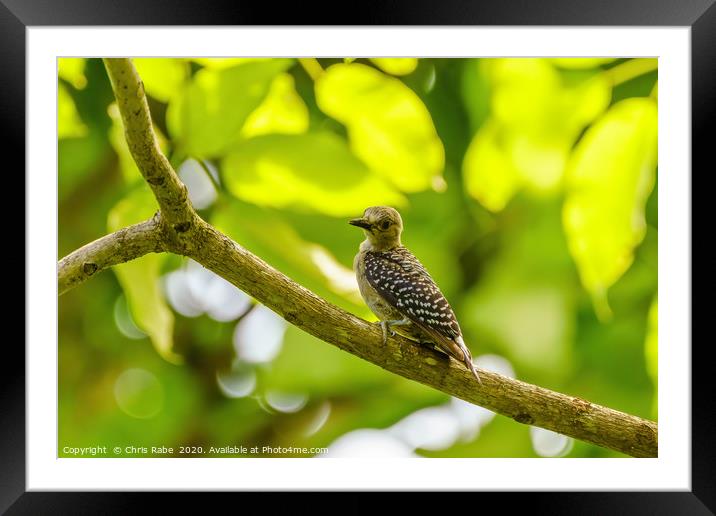 Hoffmann's Woodpecker Framed Mounted Print by Chris Rabe