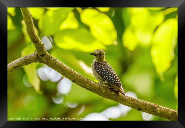 Hoffmann's Woodpecker Framed Print by Chris Rabe