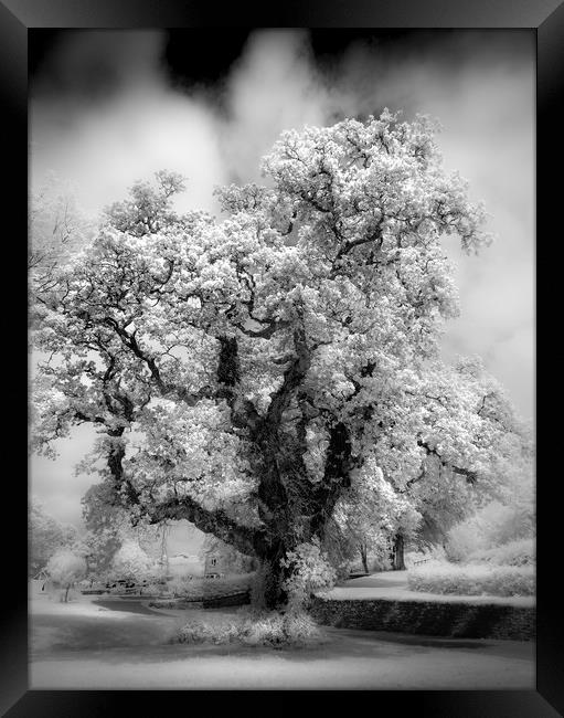 Majestic Oak Tree  Framed Print by Mick Blakey