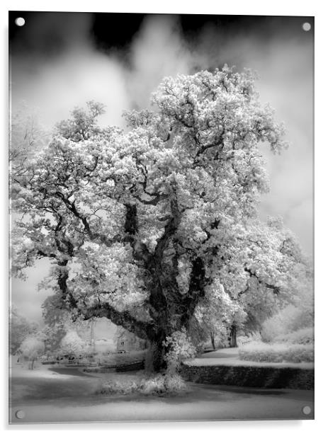 Majestic Oak Tree  Acrylic by Mick Blakey