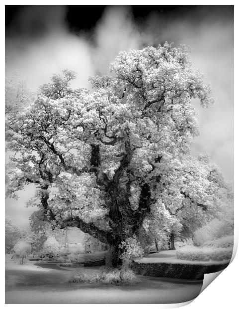 Majestic Oak Tree  Print by Mick Blakey
