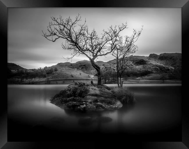 Lone Tree, Rydal Water, Lake District, Cumbria Framed Print by Mick Blakey