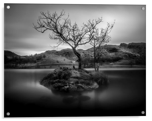 Lone Tree, Rydal Water, Lake District, Cumbria Acrylic by Mick Blakey