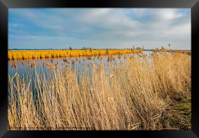 Golden reeds along the River Yare Framed Print by Chris Yaxley