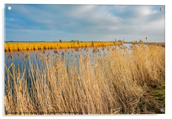 Golden reeds along the River Yare Acrylic by Chris Yaxley