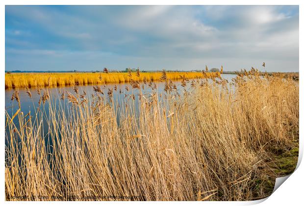 Golden reeds along the River Yare Print by Chris Yaxley