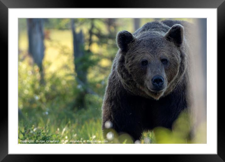 Bear in the woods Framed Mounted Print by Alan Crawford