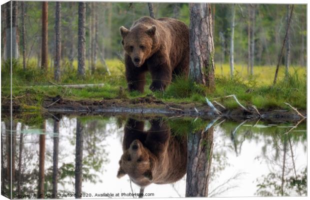 Brown Bear reflected in a lake Canvas Print by Alan Crawford