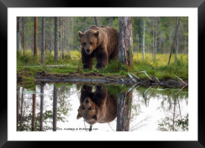 Brown Bear reflected in a lake Framed Mounted Print by Alan Crawford