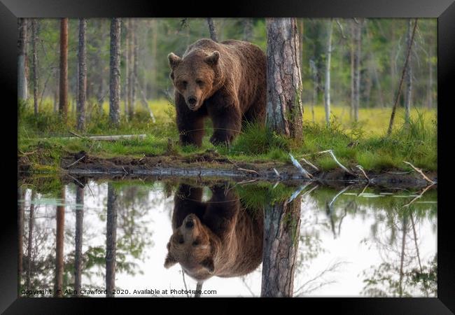Brown Bear reflected in a lake Framed Print by Alan Crawford