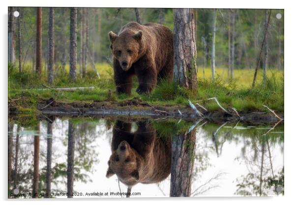 Brown Bear reflected in a lake Acrylic by Alan Crawford