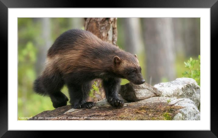 Wolverine, Finland Framed Mounted Print by Alan Crawford