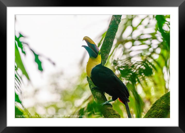 Chestnut-mandibled Toucan Framed Mounted Print by Chris Rabe