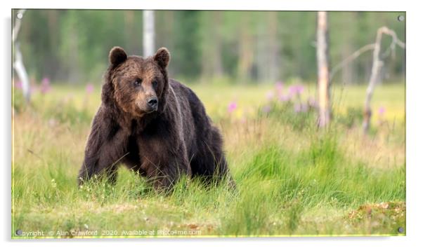 European Brown Bear, Finland Acrylic by Alan Crawford